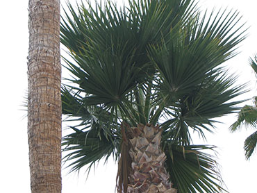 Washingtonia filifera or California Fan Palm